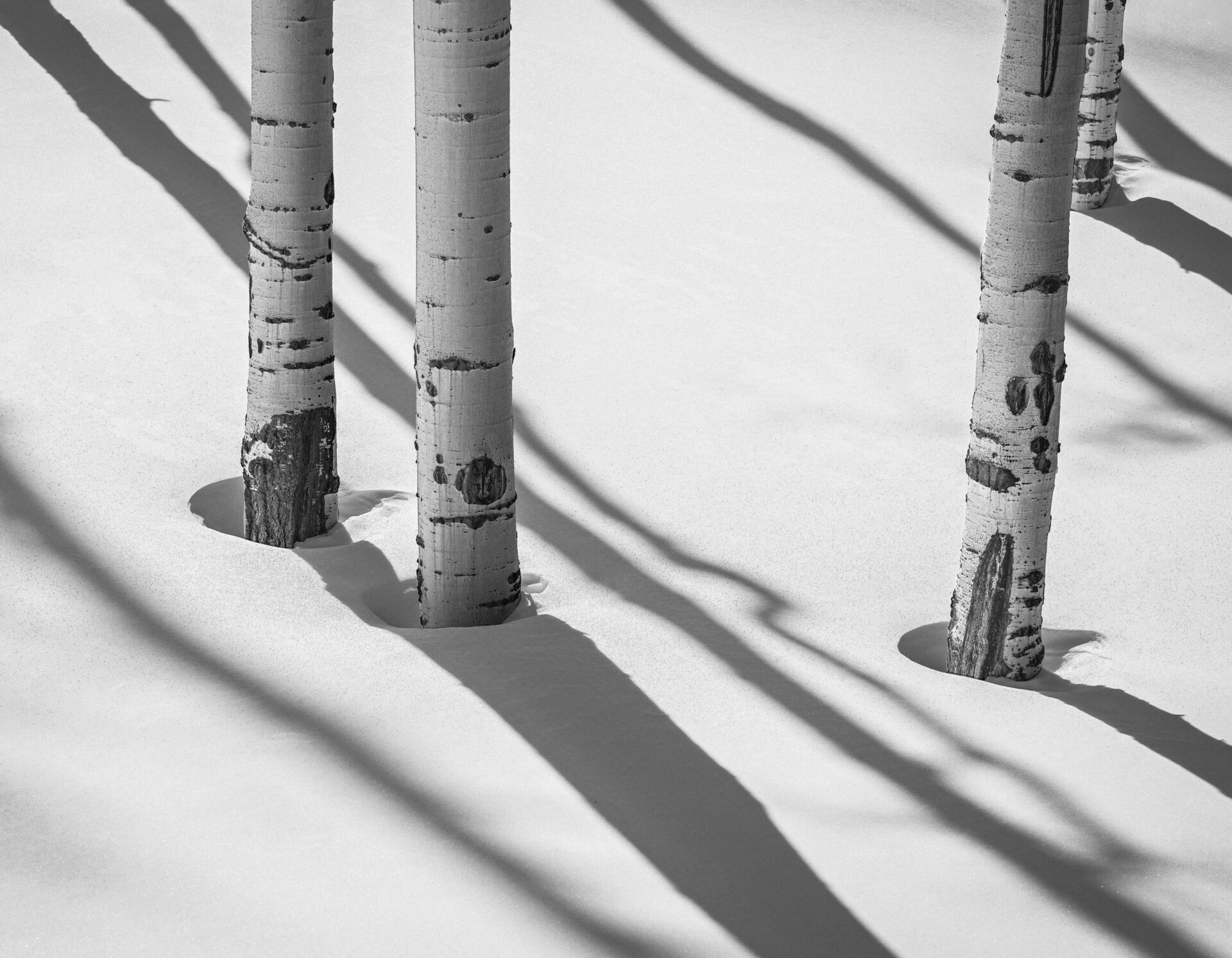 Aspen Fresh Snow San Miguel County in 2021