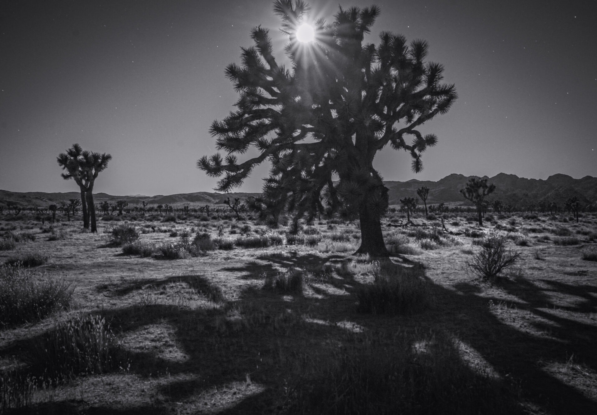 Joshua Tree in the Middle of a Deserted Land