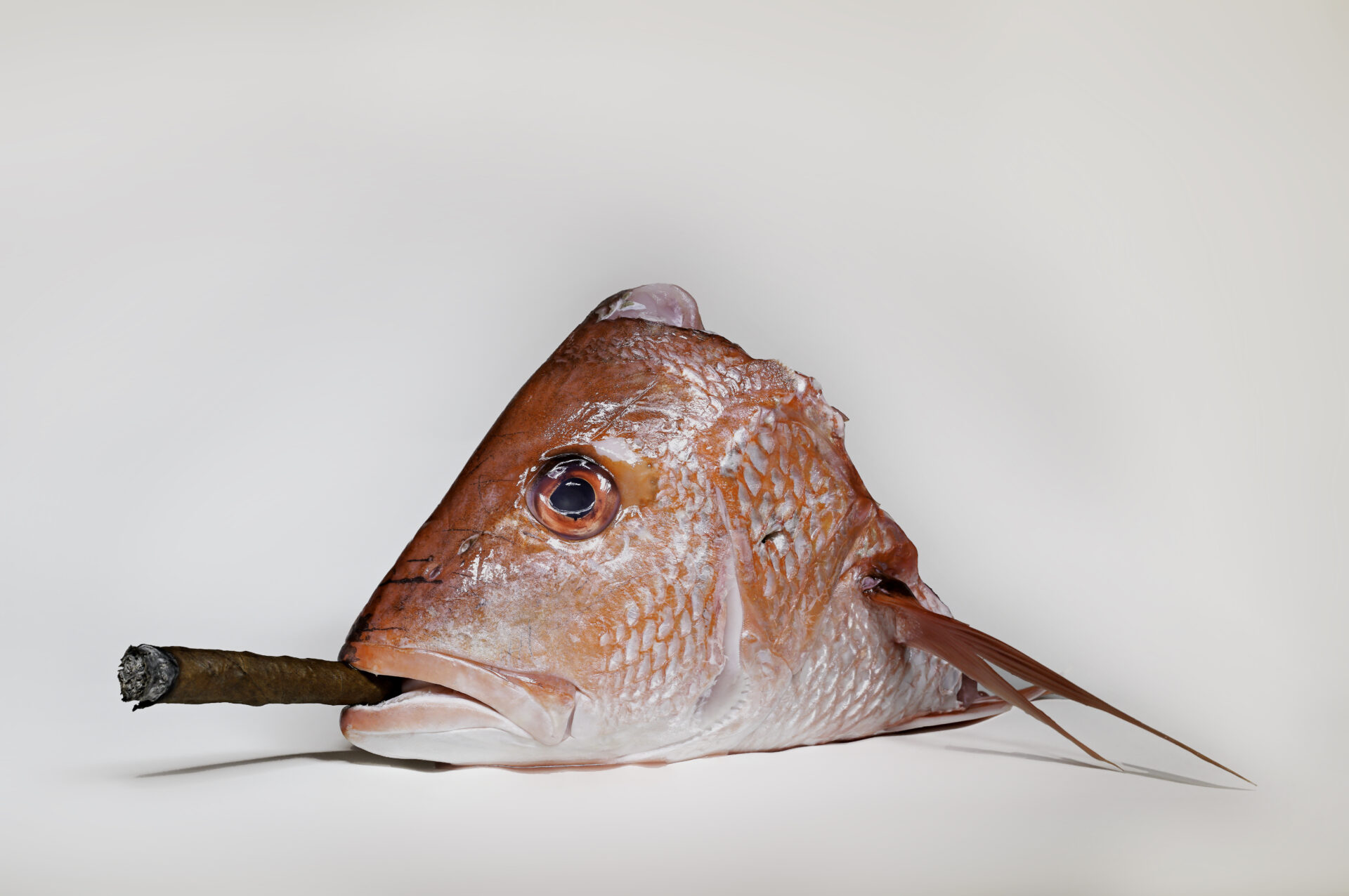 Red Snapper Fish With Cigar in Mouth