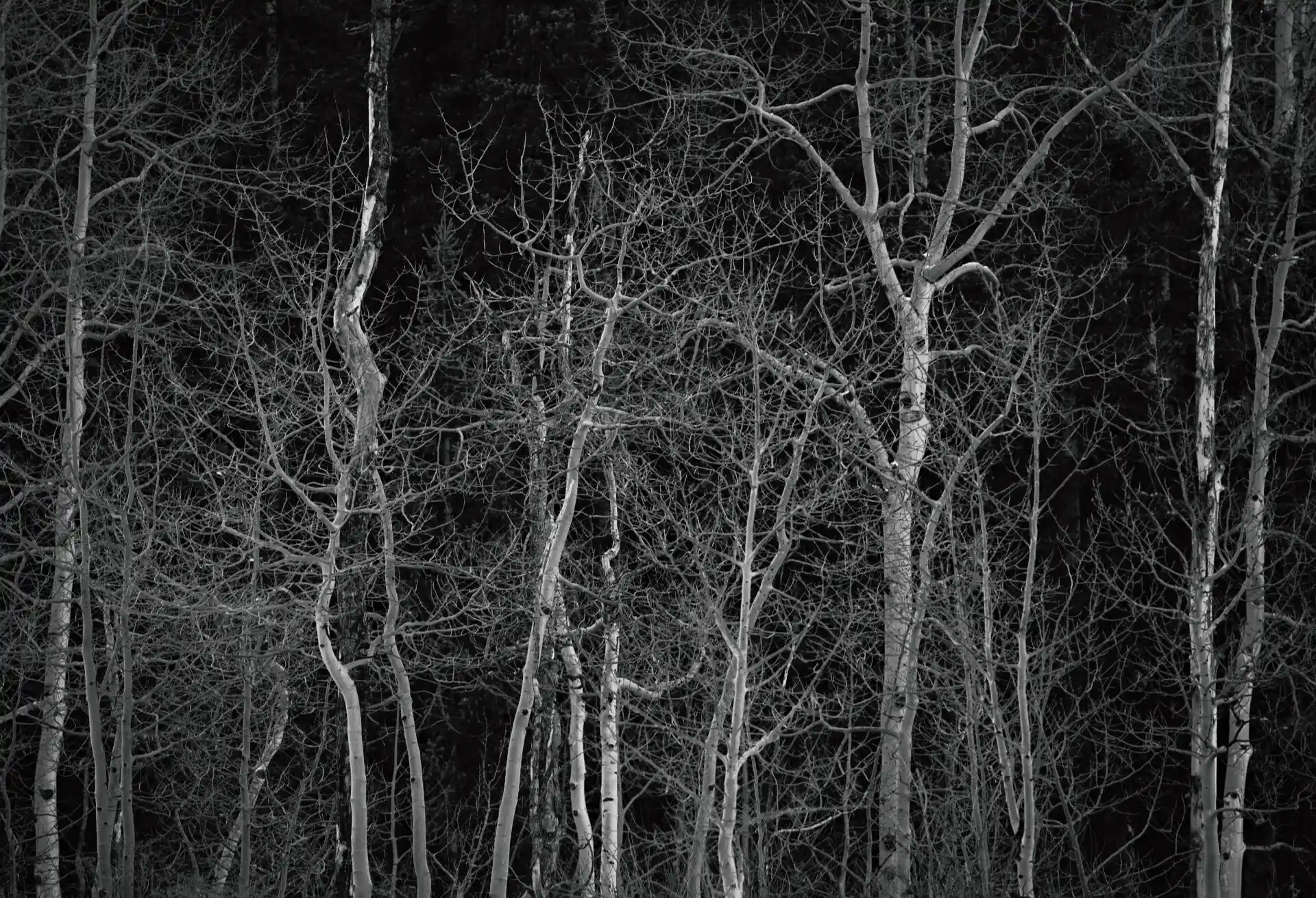 A Forest of Trees in Black and White